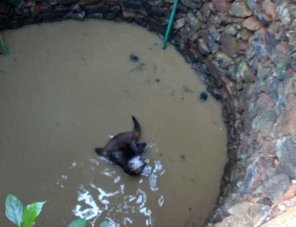 बांद्यात शेतविहिरीत पडला गवा रेडा