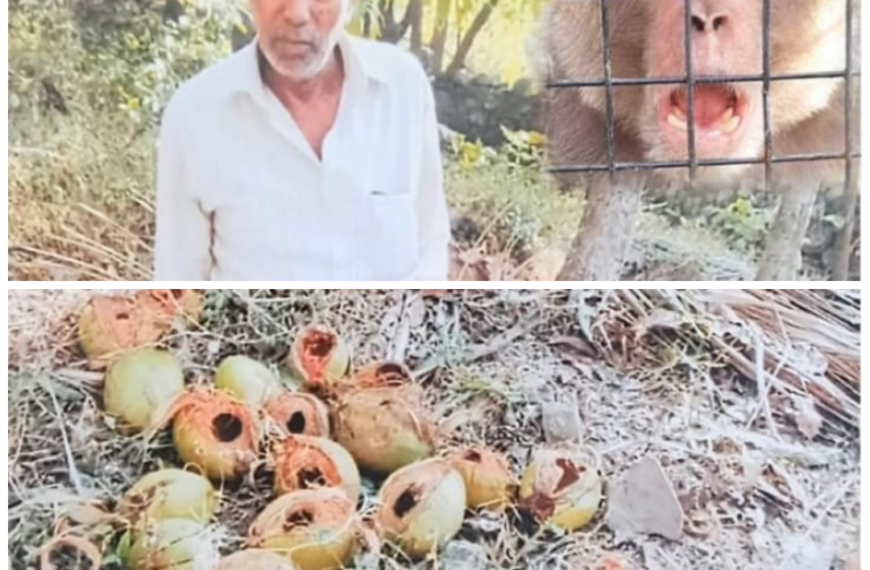 फोंडाघाट- पावणादेवी (हेळेवाडी) मध्ये माकडांचा हैदोस ! बागायती पिकांचे नुकसान