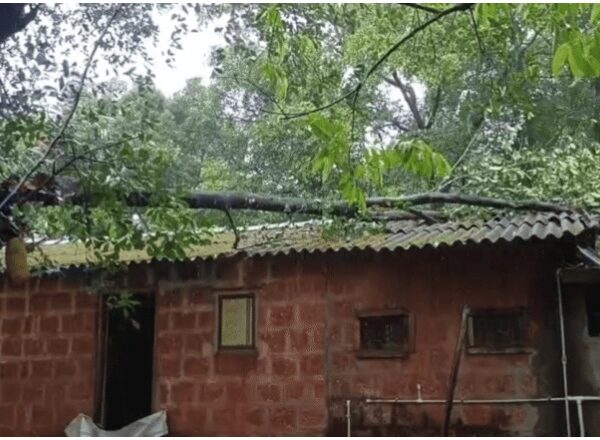 कणकवलीत वादळी वाऱ्यासह मुसळधार पाऊस