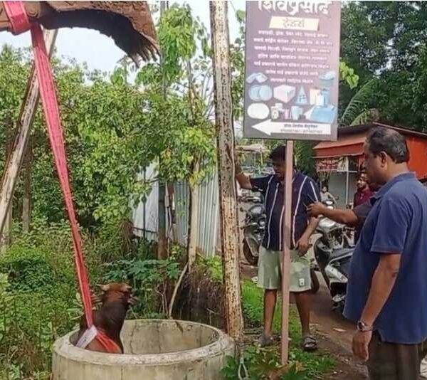 गटाराच्या चेंबरमध्ये पडलेल्या बैलाला बाहेर काढले