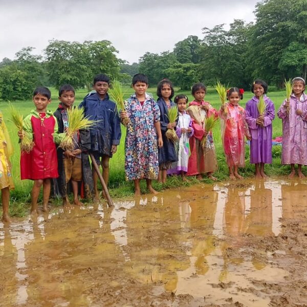 प्राथमीक शाळा तुळसुली चव्हाटा शाळेचा श्री पद्धती भातशेतीचा नाविन्यपूर्ण प्रयोग
