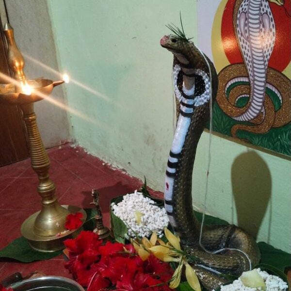 सिंधुदुर्गात नागपंचमी उत्साहात साजरी