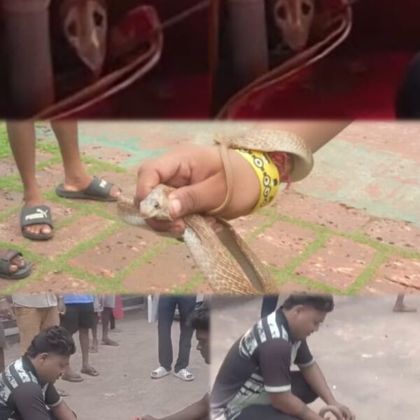 कुणकेश्वर शिवतीर्थावर पुन्हा नागदर्शन
