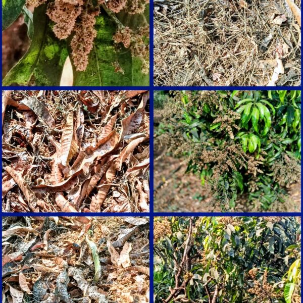 कोकणच्या आंबा काजू प्रश्नावर शेतकऱ्यांना मदत देण्याचे काम सुरू : बागायतदार आशादायी!