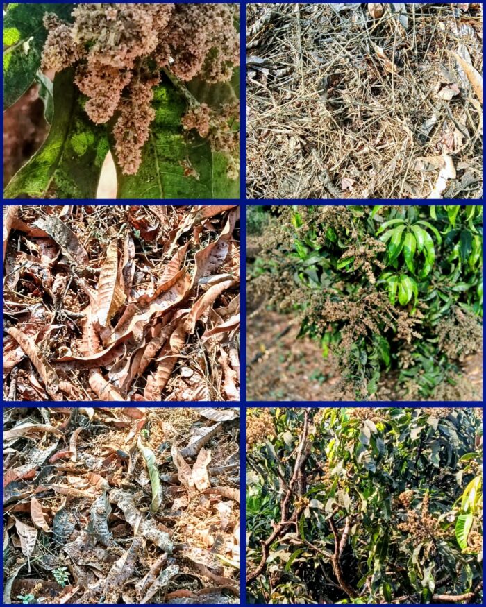 कोकणच्या आंबा काजू प्रश्नावर शेतकऱ्यांना मदत देण्याचे काम सुरू :&hellip;