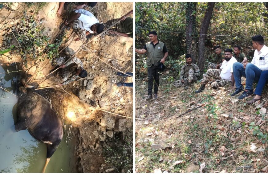 कुर्ली बोंडकवाडी येथे खुल्या विहिरीत पडून गवारेड्याचा मृत्यू