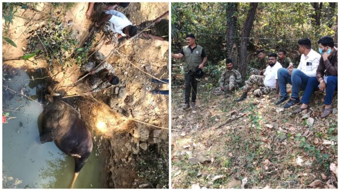 कुर्ली बोंडक पाणी येथे खुल्या विहिरीत पडून गवारेड्याचा मृत्यू