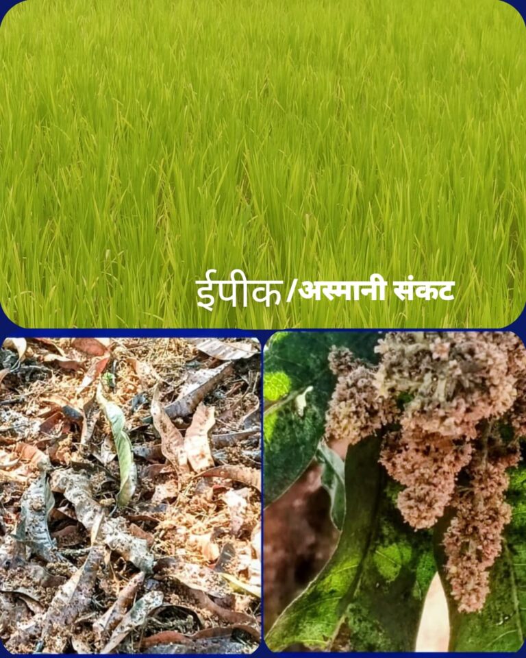 विकासाच्या कोटीच्या कोटी उड्डाणात, सिंधुदुर्गातील शेतकरी-बागायतदारच्या मूलभूत सुविधांकडे सर्वांचे दुर्लक्ष