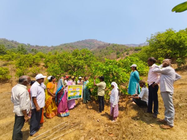दारिस्ते गावचे शेतकरी रमले नाटळ च्या काजू बागेत