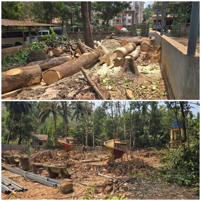 विकासाच्या नावाखाली पार्किंगसाठी वृक्षतोड ?