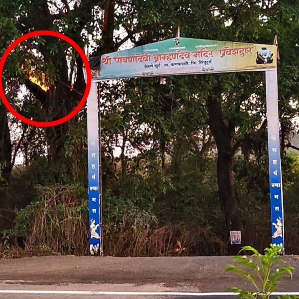 बेळणे येथे वनव्यामुळे झाडाच्या फांद्यांना आग; मोठा अनर्थ टळला