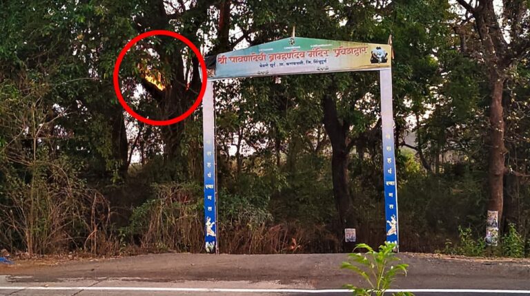 बेळणे येथे वनव्यामुळे झाडाच्या फांद्यांना आग; मोठा अनर्थ टळला