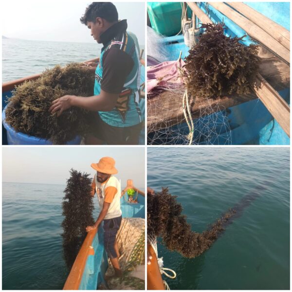 देवगडमध्ये समुद्र शेवाळ शेतीचा आदर्श; मत्स्यसंपदा योजनेतून नवा उत्पन्नाचा मार्ग