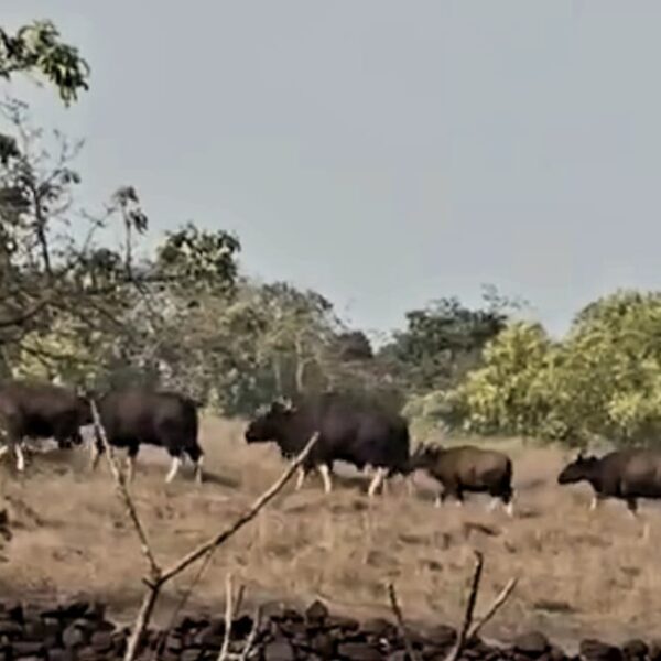 धामापूर माळरांनावर गवा रेड्यांच्या कळपाचा संचार