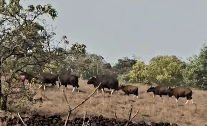 धामापूर माळरांनावर गवा रेड्यांच्या कळपाचा संचार