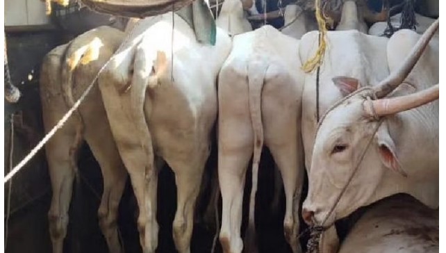 गुरांची वाहतूक करणारे दोन टेम्पो जप्त