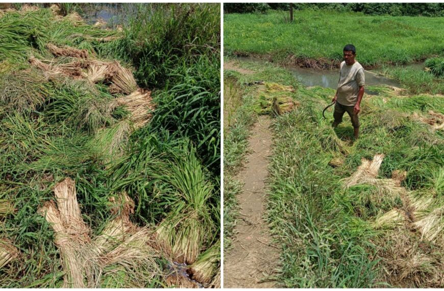 पावसाने दडी मारताच शेतकऱ्यांच्या आशांवर विरजण; लावणी रखडली, पिके धोक्यात