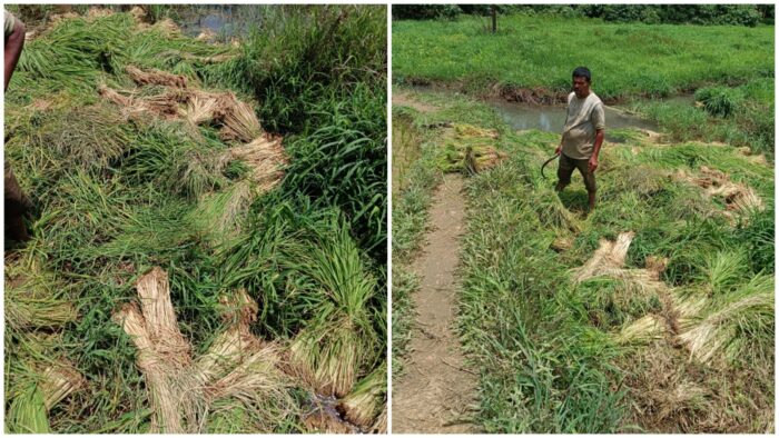 पावसाने दडी मारताच शेतकऱ्यांच्या आशांवर विरजण; लावणी रखडली, पिके धोक्यात