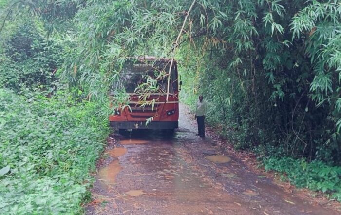 वैभववाडी–सांगुळवाडी–शिराळे मार्गावरील धोकादायक झाडांच्या फांद्या छाटण्याची मागणी