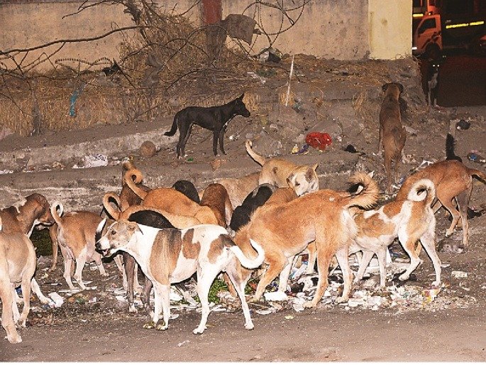 कणकवली गंगोमंदिर परिसरात भटक्या कुत्र्यांचा वाढता उपद्रव; नगरपंचायतीने तातडीने लक्ष देण्याची मागणी
