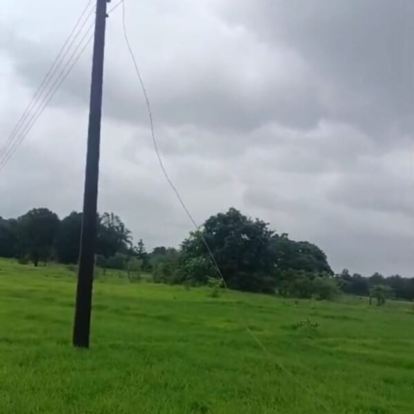 आचिर्णेत तुटलेल्या वीजवाहिनीचा शॉक; दोन शेळ्यांचा मृत्यू, मेंढपाळ गंभीर जखमी