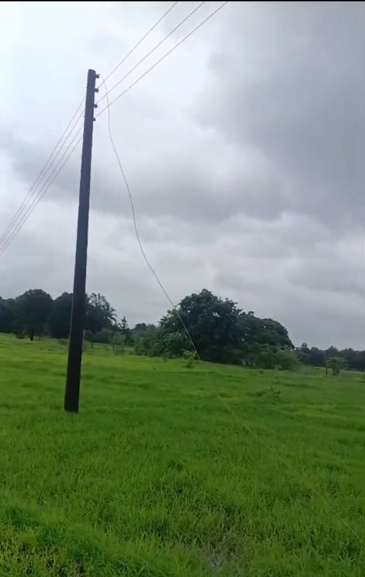 आचिर्णेत तुटलेल्या वीजवाहिनीचा शॉक; दोन शेळ्यांचा मृत्यू, मेंढपाळ गंभीर जखमी