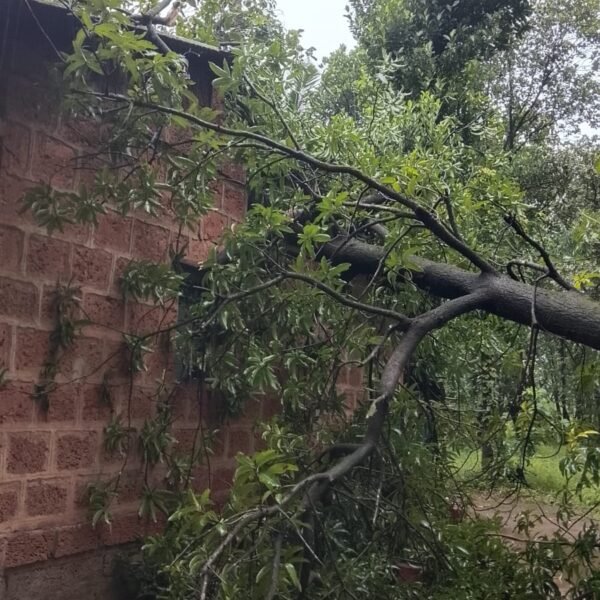 आंब्याचे झाड घरावर कोसळून मोठे नुकसान