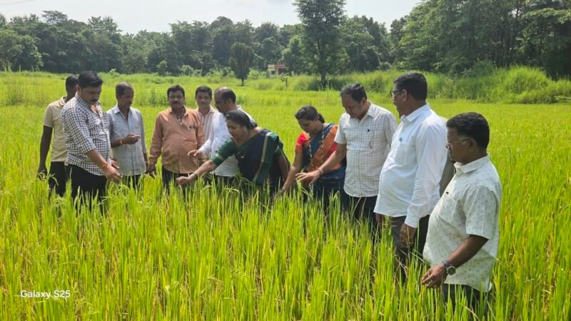 दुष्काळी भातशेतीच्या पाहणीसाठी शेतकऱ्यांच्या बांधावर प्रशासन