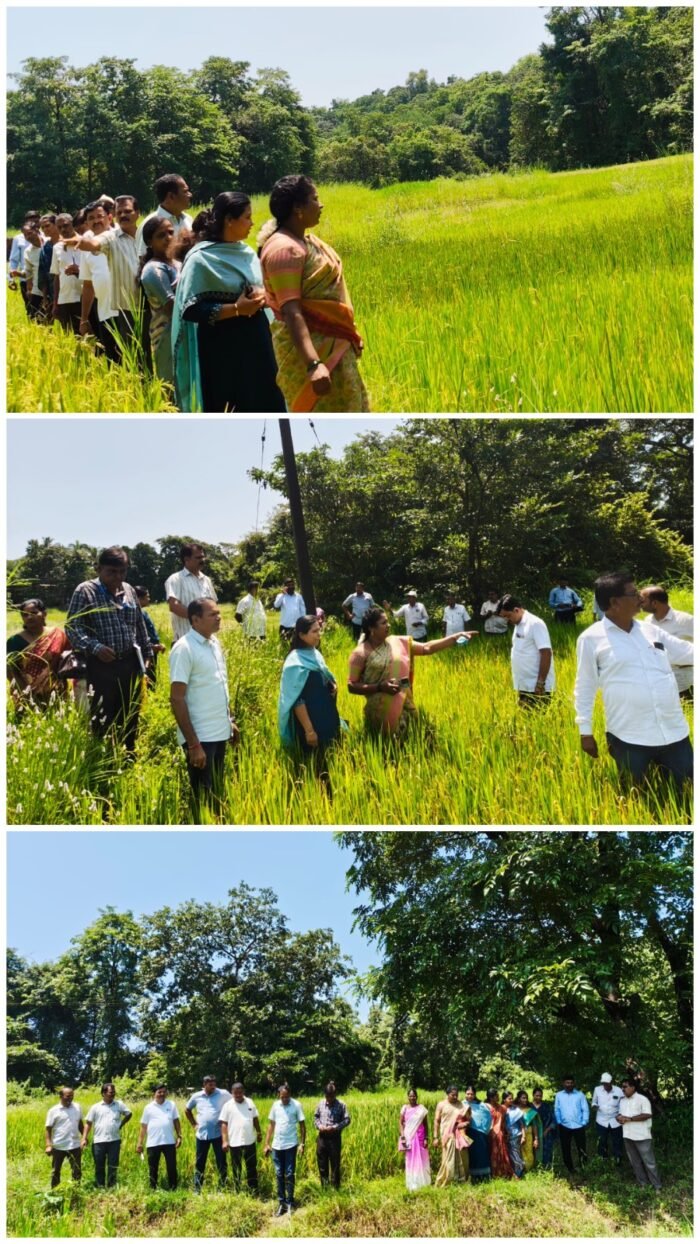 हळवल गावातील दुष्काळग्रस्त शेतीची पंचायत समितीच्या पथकाकडून प्रत्यक्ष पाहणी