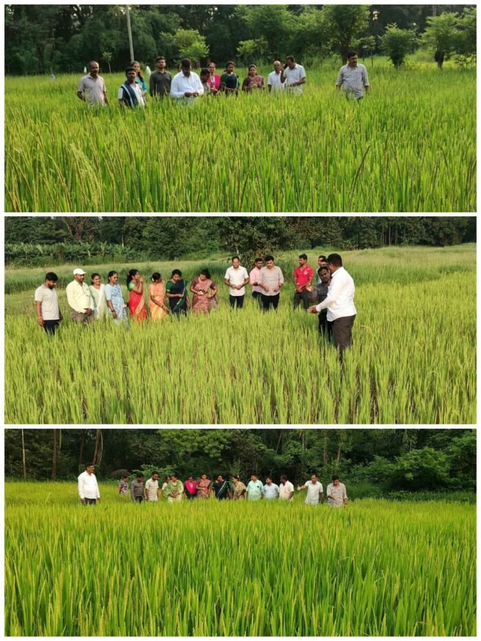 दुष्काळग्रस्त शेतीची कणकवली पंचायत समितीच्या पदाधिकाऱ्यांकडून प्रत्यक्ष पाहणी
