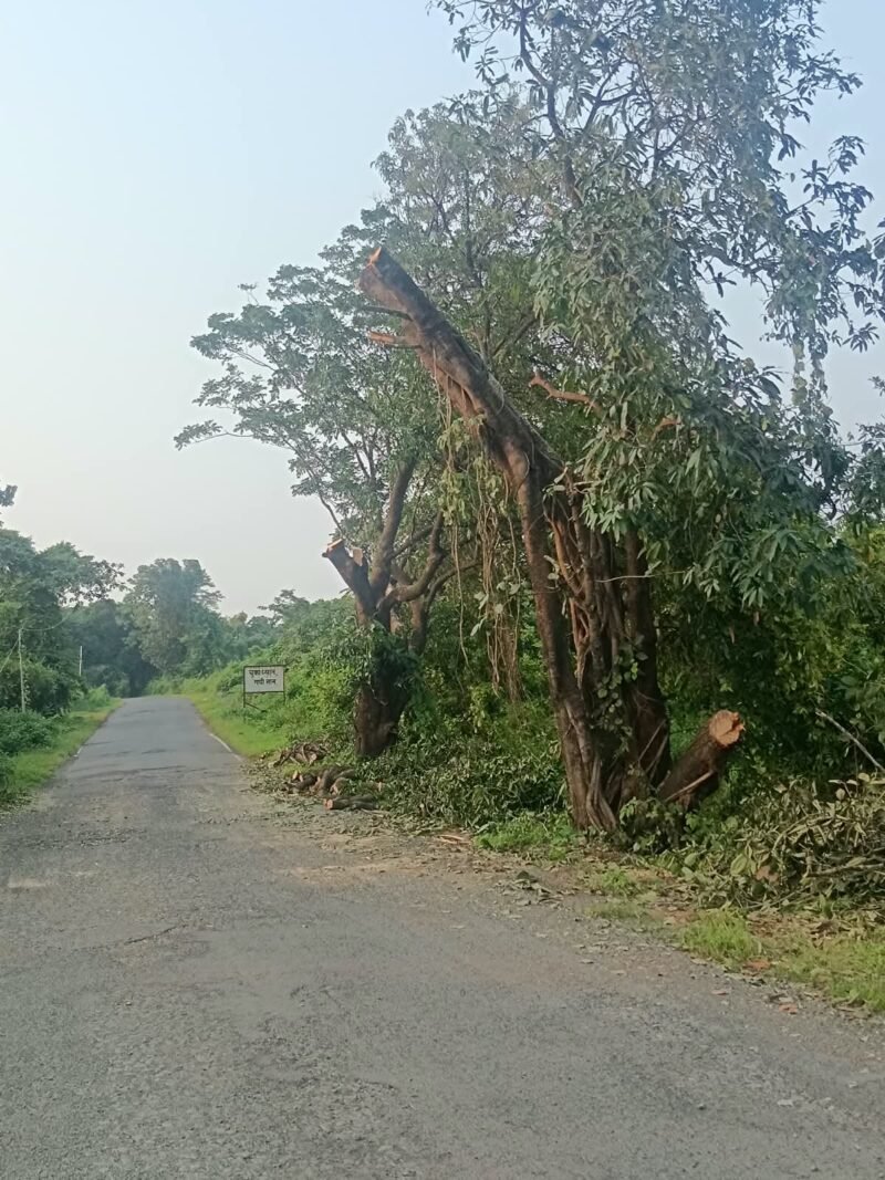 खांबाळे-दंड येथे रस्त्यावर आडवी आलेली मोठी झाडे अखेर छाटली