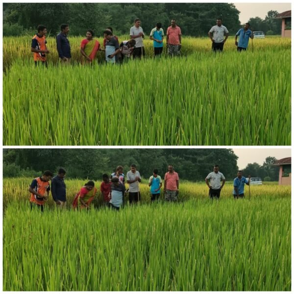 नांदगावातील दुष्काळग्रस्त भातशेतीची सभापती हर्षदा वाळके यांनी केली पाहणी