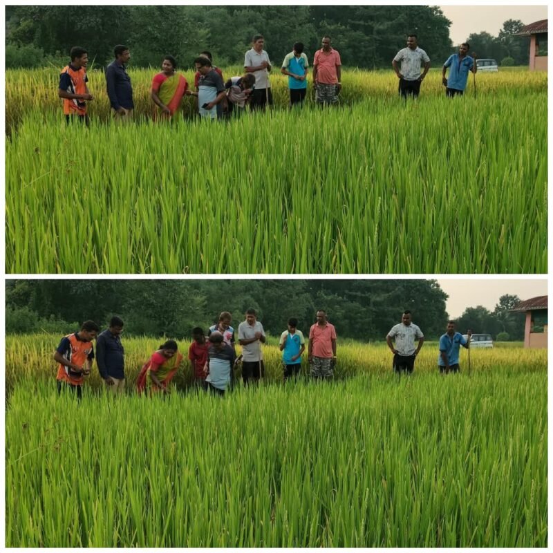 नांदगावातील दुष्काळग्रस्त भातशेतीची सभापती हर्षदा वाळके यांनी केली पाहणी