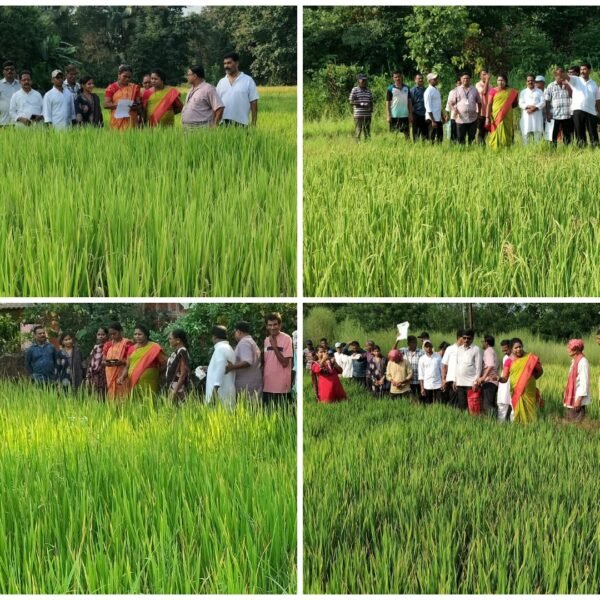 कोळोशीत दुष्काळग्रस्त शेतीच्या पाहणीसाठी सभापती हर्षदा वाळके शेतकऱ्यांच्या बांधावर