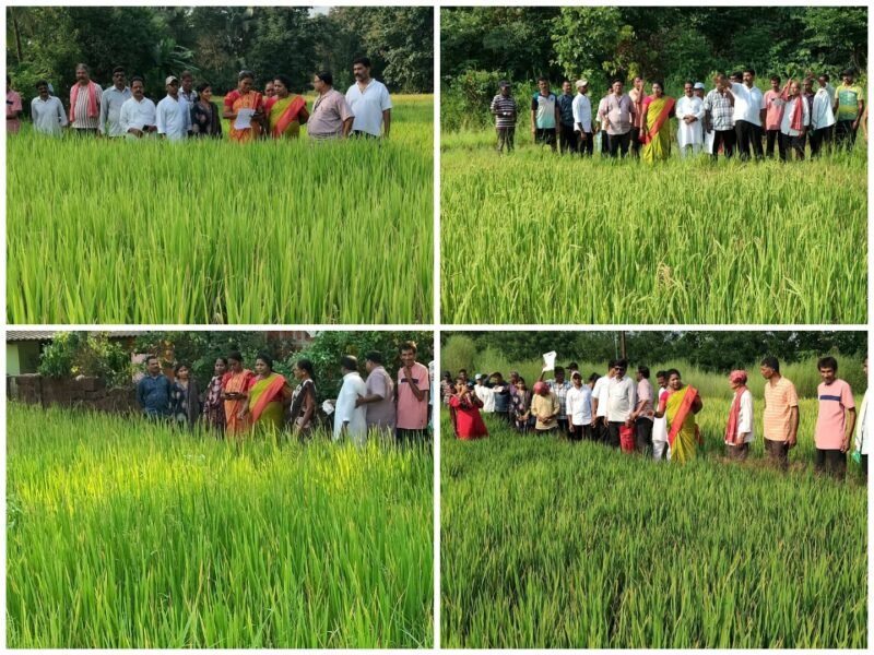 कोळोशीत दुष्काळग्रस्त शेतीच्या पाहणीसाठी सभापती हर्षदा वाळके शेतकऱ्यांच्या बांधावर