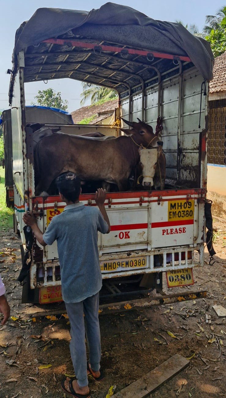 कत्तलीसाठी गुरांची वाहतूक करणारा टेम्पो गोरक्षकांनी पकडला!